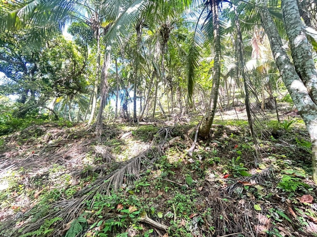 Terreno en Samaná, Santa Bárbara