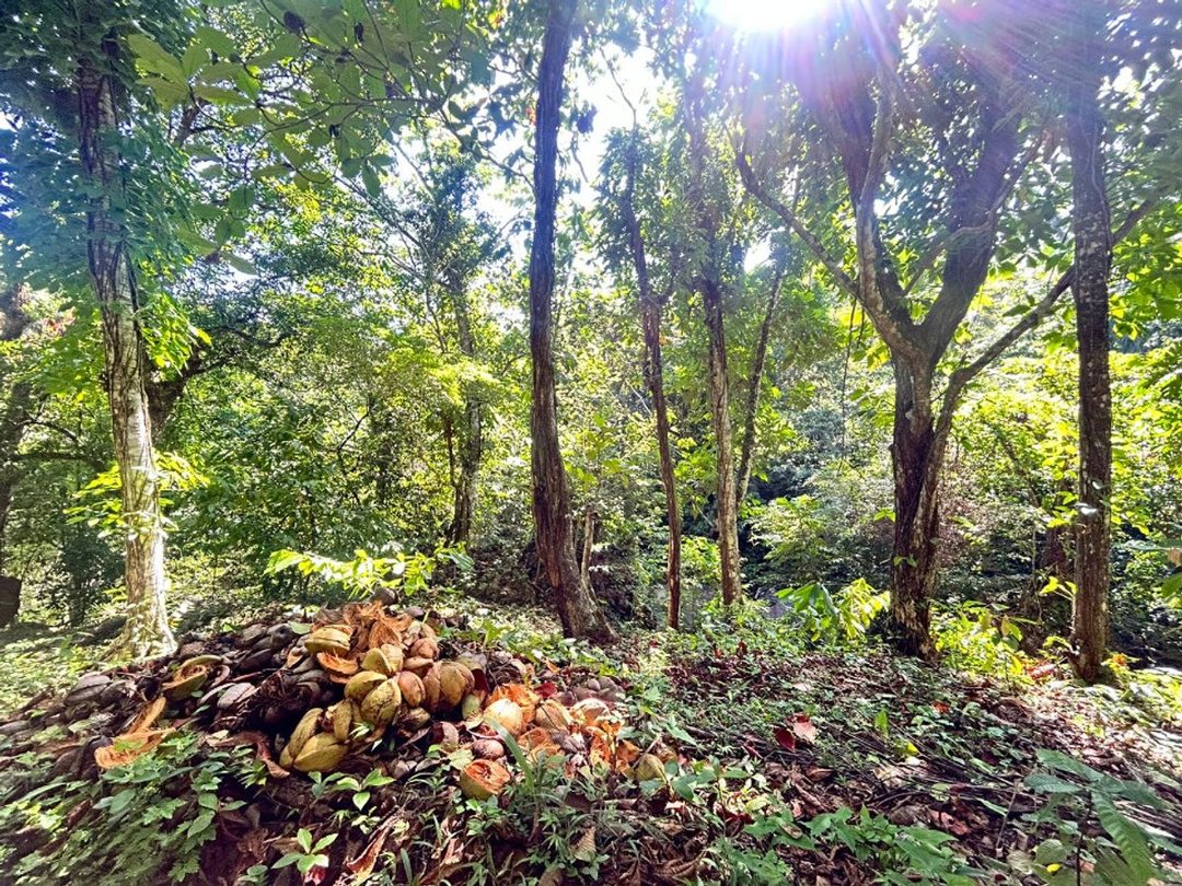 Terreno en Samaná, Santa Bárbara