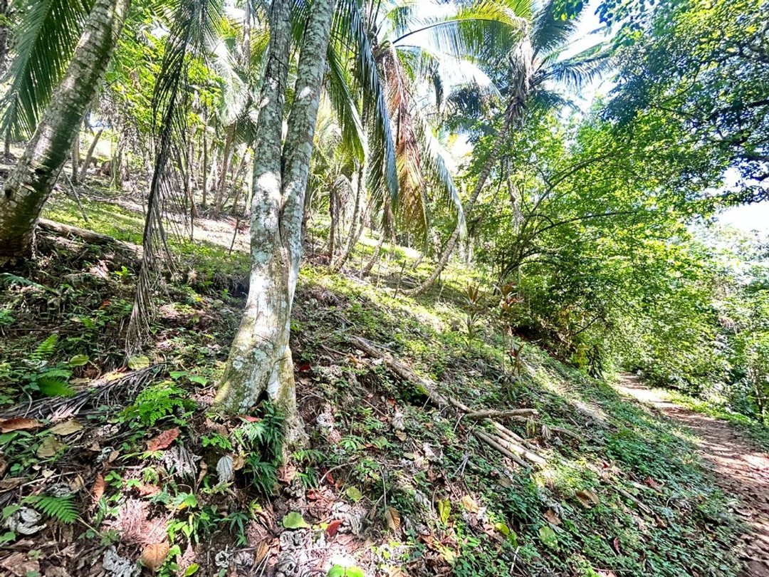 Terreno en Samaná, Santa Bárbara