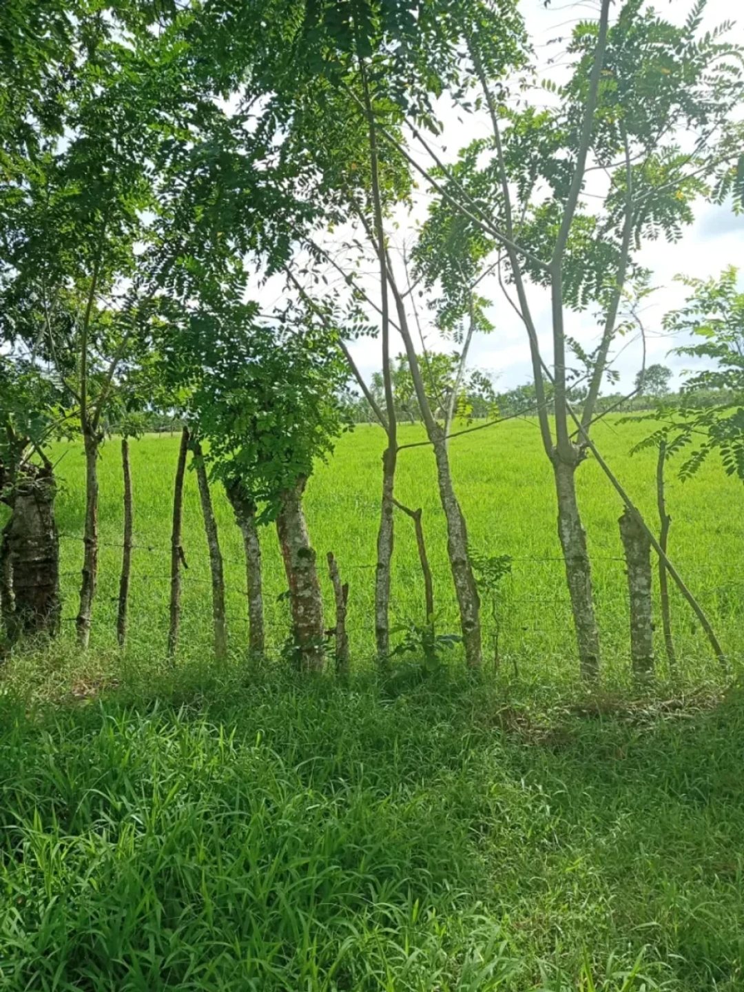 Terreno estratégico en zona de alto crecimiento industrial