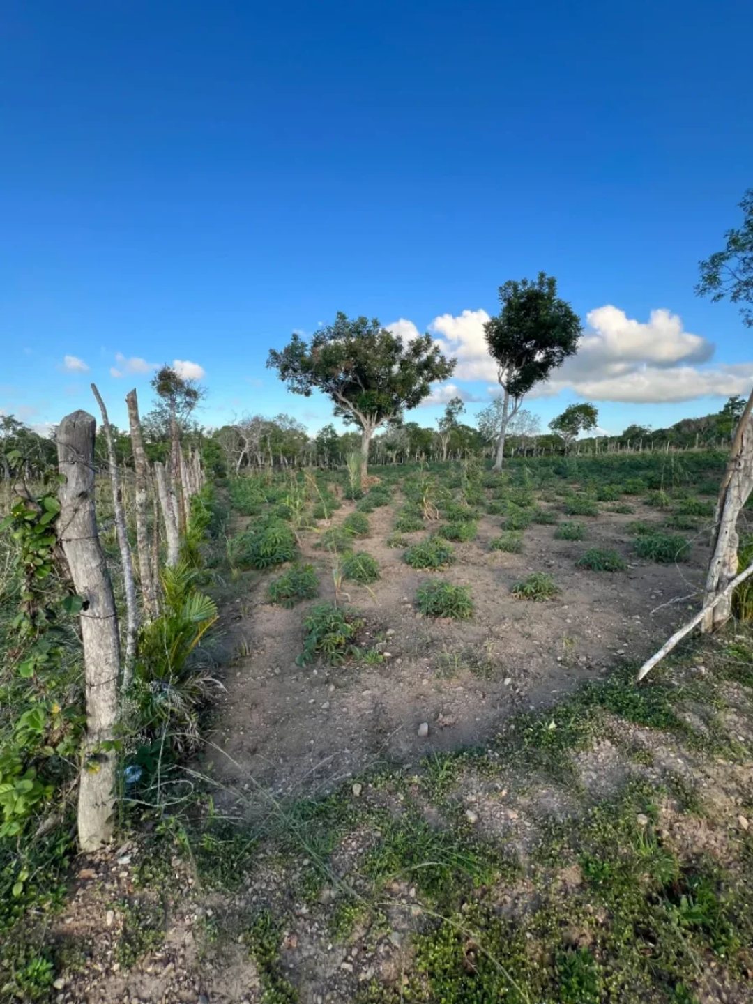 Terreno en Venta en Higüey, Los Palitos