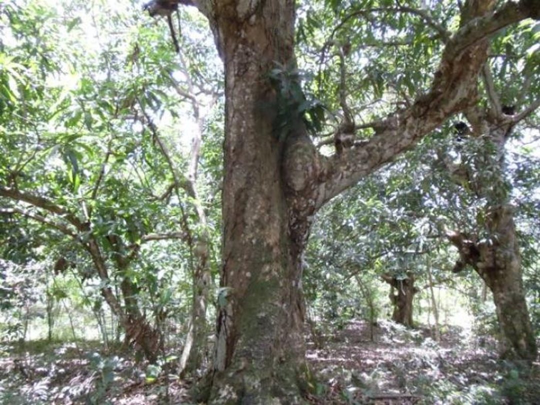 Terreno En Lomas Lindas, Santo Domingo De Guzmán