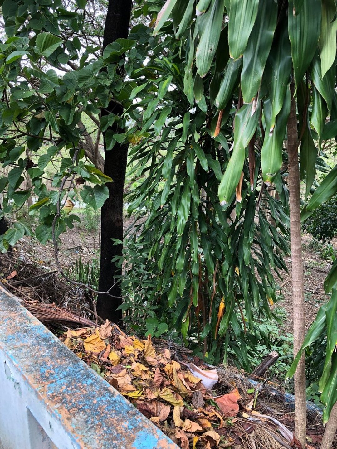 Terreno en San José de Ocoa, San Francisco