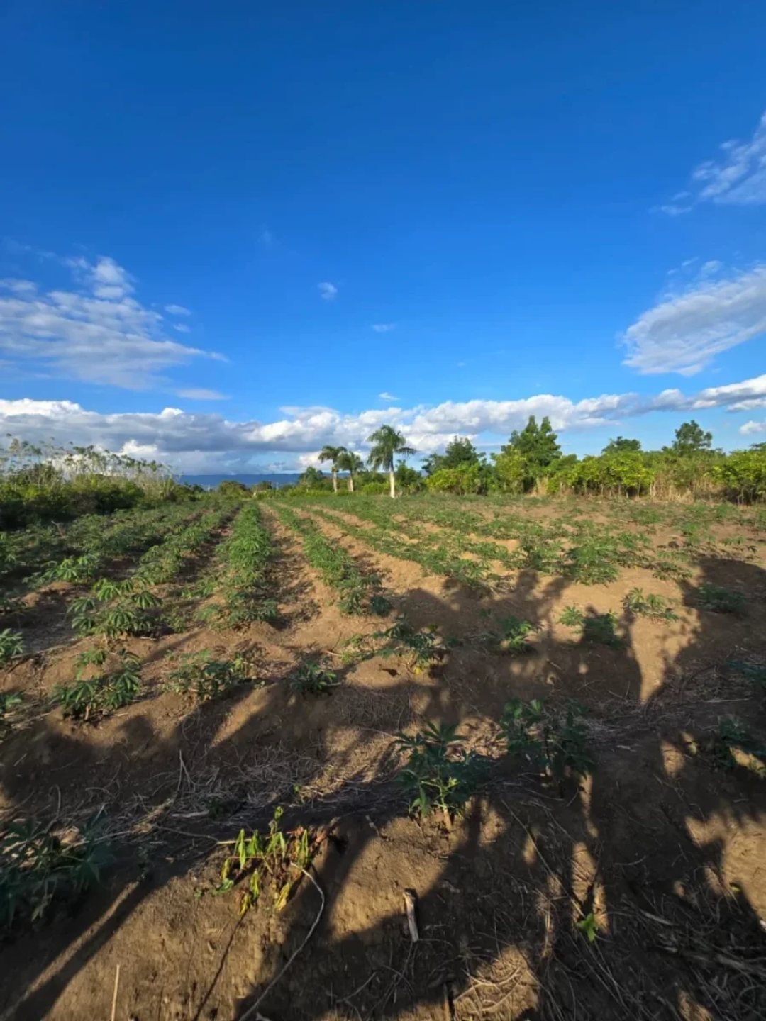 Terreno en Puñal, venta