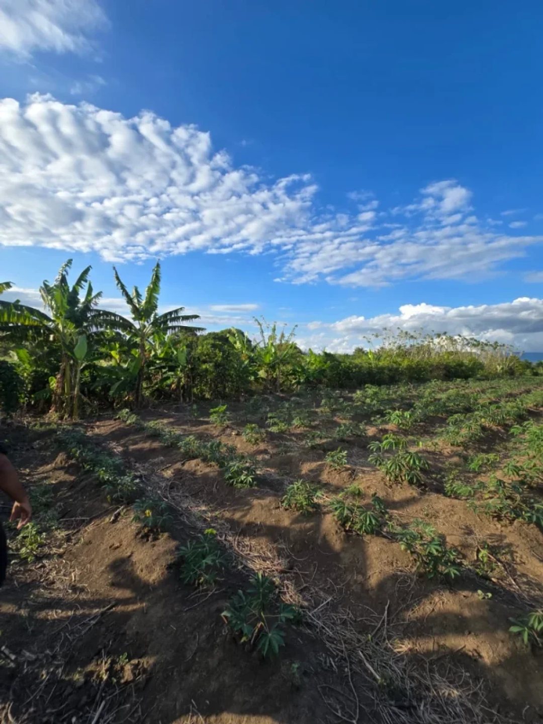 Terreno en Puñal, venta