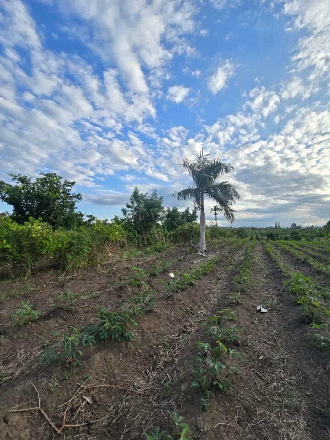 Terreno en Puñal, venta