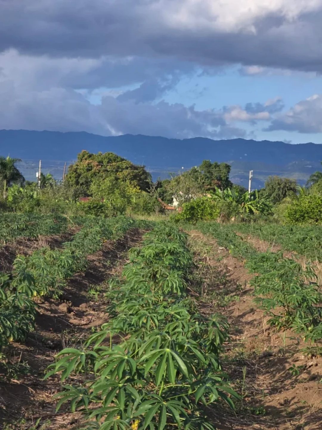 Terreno en Puñal, venta