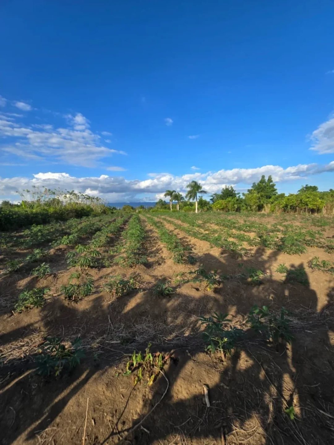 Terreno en Puñal, venta
